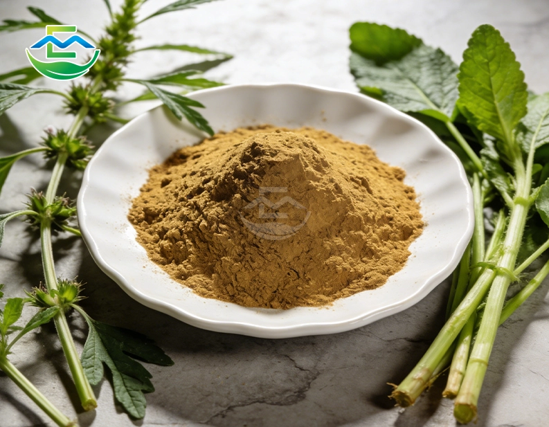 Motherwort Extract